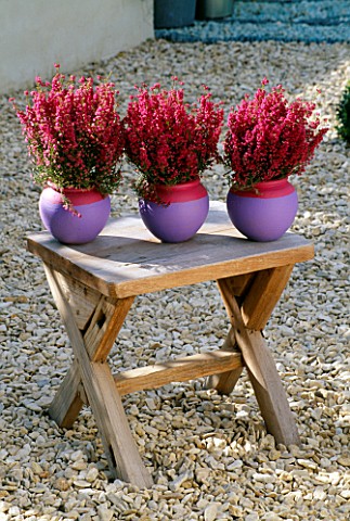 PINK_FLOWERING_WINTER_HEATHER_IN_LILAC_AND_PINK_CONTAINERS_ON_A_WOODEN_TABLE_IN_GRAVEL_GARDEN_CLARE_