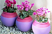 PINK AND LILAC POTS ON COBBLED PATH PLANTED WITH CYCLAMEN MIRACLE. CLARE MATTHEWS PROJECT