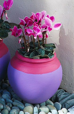 PINK_AND_LILAC_POTS_ON_COBBLED_PATH_PLANTED_WITH_CYCLAMEN_MIRACLE_CLARE_MATTHEWS_PROJECT