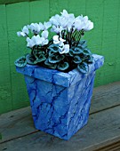 MARBLED CONTAINER BY JEAN HARPER PLANTED BY CLARE MATTHEWS WITH WHITE CYCLAMEN. CLARE MATTHEWS PROJECT