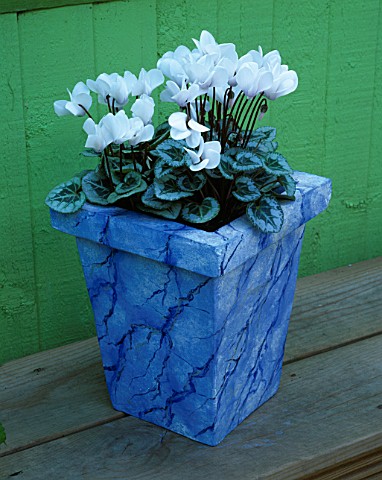 MARBLED_CONTAINER_BY_JEAN_HARPER_PLANTED_BY_CLARE_MATTHEWS_WITH_WHITE_CYCLAMEN_CLARE_MATTHEWS_PROJEC