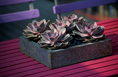 BLUE_CAFE_CHAIRS_AND_PINK_WOODEN_TABLE_WITH_GALVANISED_TRAY_PLANTED_WITH_SUCCULENTS_DESIGNER_STEPHEN