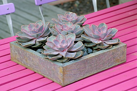 BLUE_CAFE_CHAIRS_AND_PINK_WOODEN_TABLE_WITH_GALVANISED_TRAY_PLANTED_WITH_ECHEVERIAS_SUCCULENT_DESIGN