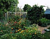 THE POTAGER WITH MARIGOLDS AND SWEET PEAS IN ROSEMARY PEARSONS GARDEN  READING