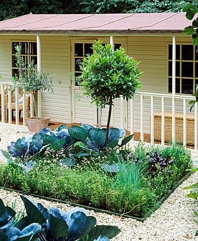 FAMILY_POTAGER_BY_CLARE_MATTHEWS_GRAVEL__CABBAGES__CLIPPED_BOX_AND_BAY_AND_A_SUMMERHOUSE