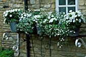 LAUNA SLATTERS GARDEN  OXFORDSHIRE: GALVANISED METAL BUCKETS PLANTED WITH WHITE PETUNIAS AND HELICHRYSUM OUTSIDE THE KITCHEN WINDOW
