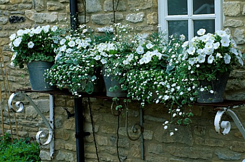 LAUNA_SLATTERS_GARDEN__OXFORDSHIRE_GALVANISED_METAL_BUCKETS_PLANTED_WITH_WHITE_PETUNIAS_AND_HELICHRY