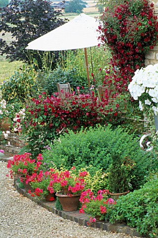 LAUNA_SLATTERS_GARDEN__OXFORDSHIRE_POTS_PLANTED_WITH_IVY_LEAFED_GERANIUM_MINI_RED_CASCADE_WITH_WHITE