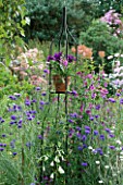 LAUNA SLATTERS GARDEN  OXFORDSHIRE: METAL STAND WITH TERRACOTTA POT PLANTED WITH SCAEVOLA AND PANSIES  SURROUNDED BY CORNFLOWERS AND GALTONIA CANDICANS