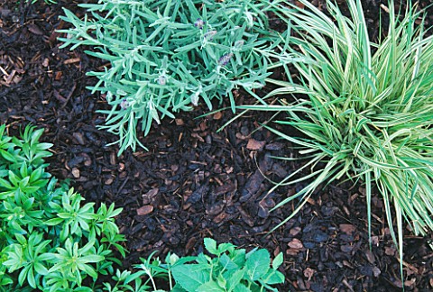 BARK_CHIPPINGS_BETWEEN_PLANTS_NOT_TO_BE_USED_FOR_PACKAGING