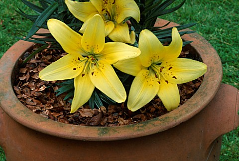 COCONUT_MULCH_IN_TERRACOTTA_POT_PLANTED_WITH_LILIES_NOT_TO_BE_USED_FOR_PACKAGING