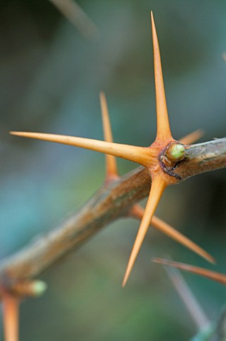 THORNS_ON_RIBES_ROEZLII