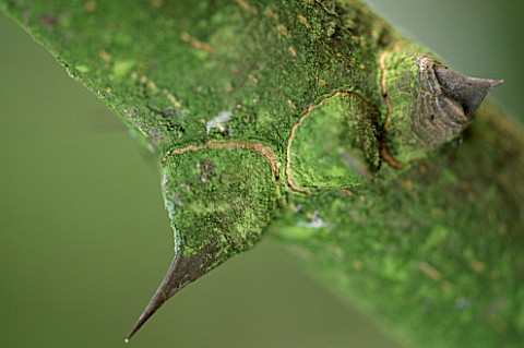 THORNS_ON_THE_TOOTHACHE_TREE__ZANTHOXYLUM_AMERICANUM_FROM_THE_USA