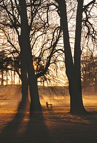 DUSK_AT_THE_HARCOURT_ARBORETUM__NUNEHAM_COURTENAY__OXFORDSHIRE_A_BENCH_BENEATH_A_LIME_TREE_AND_A_HOR