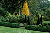 PETTIFERS GARDEN  OXFORDSHIRE  DESIGNER: GINA PRICE: THE LOWER PARTERRE IN AUTUMN WITH SUNFLOWERS  COSMOS BRIGHT LIGHTS  BOX HEDGING   YEW TOPIARY AND BETULA ERMANII