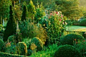 PETTIFERS GARDEN  OXFORDSHIRE  IN AUTUMN: EARLY MORNING LIGHT STRIKES BOX AND YEW TOPIARY IN THE LOWER PARTERRE WITH SWEET PEAS