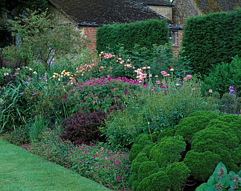 PETTIFERS_GARDEN__OXFORDSHIRE_SUMMER_BORDER_WITH_ROSES__HEBE_BOUGHTON_DOME__AND_GERANIUMS