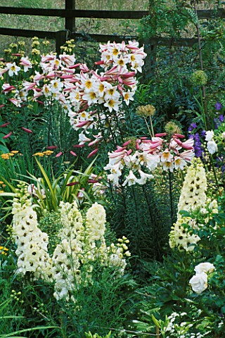 PETTIFERS_GARDEN__OXFORDSHIRE_CHARTREUSE_BORDER_IN_SUMMER_WITH_LILIUM_REGALE_AND_DELPHINIUMS