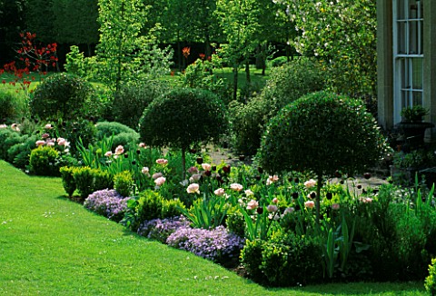 BORDER_BY_THE_HOUSE_PLANTED_WITH_ALLIUM_QUEEN_OF_NIGHT__TULIP_ANGELIQUE_AND_CLIPPED_PHYLLIREA_ANGUST