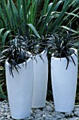 WHITE TERRACOTTA JARS PAINTED BY CLARE MATTHEWS  PLANTED WITH OPHIOPOGON PLANISCAPUIS NIGRESCENS