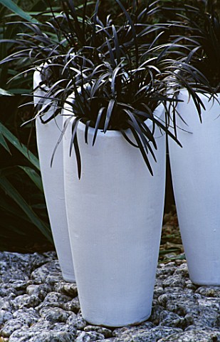 WHITE_TERRACOTTA_JARS_PAINTED_BY_CLARE_MATTHEWS__PLANTED_WITH_OPHIOPOGON_PLANISCAPUIS_NIGRESCENS