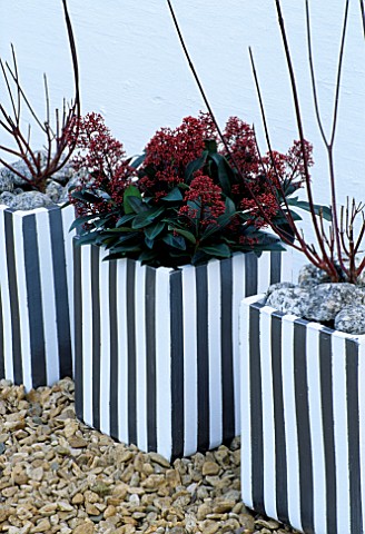 TERRACOTTA_CONTAINERS_PAINTED_GREY_AND_WHITE_BY_CLARE_MATTHEWS__PLANTED_WITH_SKIMMIA_JAPONICA_RUBELL
