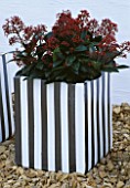 TERRACOTTA CONTAINER PAINTED GREY AND WHITE BY CLARE MATTHEWS  PLANTED WITH SKIMMIA JAPONICA RUBELLA