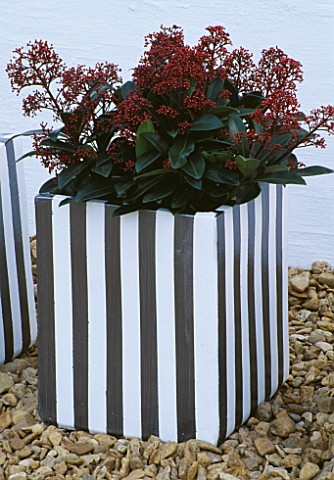 TERRACOTTA_CONTAINER_PAINTED_GREY_AND_WHITE_BY_CLARE_MATTHEWS__PLANTED_WITH_SKIMMIA_JAPONICA_RUBELLA