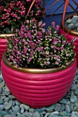 TERRACOTTA CONTAINER PAINTED PINK AND GOLD  PLANTED WITH WINTER FLOWERING HEATHER. DESIGNER: CLARE MATTHEWS