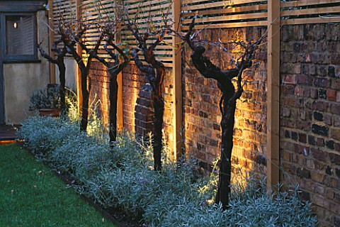 GARDEN_DESIGNED_BY_CLAIRE_MEE__LIT_UP_AT_NIGHT_STANDARD_GRAPE_VINES_AND_LAVENDER_BESIDE_WALL_WITH_WO