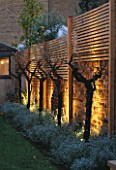 GARDEN DESIGNED BY CLAIRE MEE  LIT UP AT NIGHT:  STANDARD GRAPE VINES AND LAVENDER BESIDE WALL WITH WOODEN TRELLIS