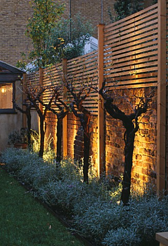 GARDEN_DESIGNED_BY_CLAIRE_MEE__LIT_UP_AT_NIGHT__STANDARD_GRAPE_VINES_AND_LAVENDER_BESIDE_WALL_WITH_W