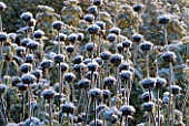 FROSTED SEED HEADS OF PHLOMIS VISCOSA  AT THE OXFORD BOTANIC GARDEN  OXFORD