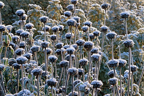 FROSTED_SEED_HEADS_OF_PHLOMIS_VISCOSA__AT_THE_OXFORD_BOTANIC_GARDEN__OXFORD