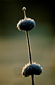 FROSTED SEED HEADS OF PHLOMIS SAMIA  AT THE OXFORD BOTANIC GARDEN  OXFORD