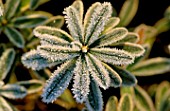 FROSTED LEAVES OF DAPHNE X BURKWOODII CAROL MACKIE AT THE OXFORD BOTANIC GARDEN  OXFORD
