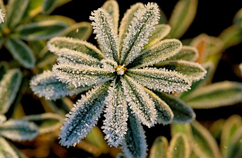 FROSTED_LEAVES_OF_DAPHNE_X_BURKWOODII_CAROL_MACKIE_AT_THE_OXFORD_BOTANIC_GARDEN__OXFORD