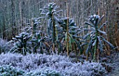 FROSTED CABBAGES IN THE POTAGER AT THE LANCE HATTATT DESIGN GARDEN AT ARROW COTTAGE  HEREFORDSHIRE