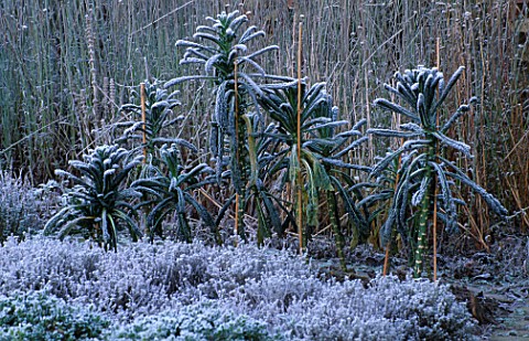 FROSTED_CABBAGES_IN_THE_POTAGER_AT_THE_LANCE_HATTATT_DESIGN_GARDEN_AT_ARROW_COTTAGE__HEREFORDSHIRE