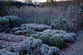 FROSTED CABBAGES  VERBENA BONARIENSIS AND BOX BALLS IN THE POTAGER AT THE LANCE HATTATT DESIGN GARDEN AT ARROW COTTAGE  HEREFORDSHIRE