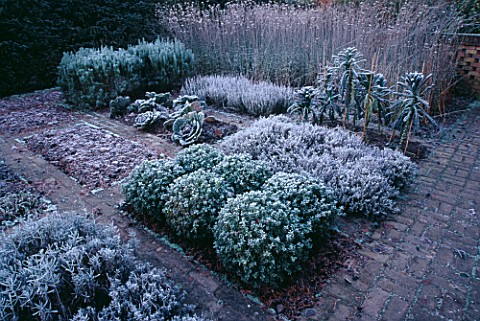 FROSTED_CABBAGES__VERBENA_BONARIENSIS_AND_BOX_BALLS_IN_THE_POTAGER_AT_THE_LANCE_HATTATT_DESIGN_GARDE