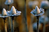 FROST DUSTED SEED HEADS OF ECHINACEA PURPUREA AT  PETTIFERS GARDEN  OXFORDSHIRE