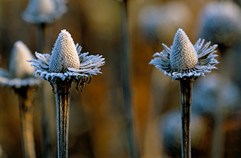 FROST_DUSTED_SEED_HEADS_OF_ECHINACEA_PURPUREA_AT__PETTIFERS_GARDEN__OXFORDSHIRE