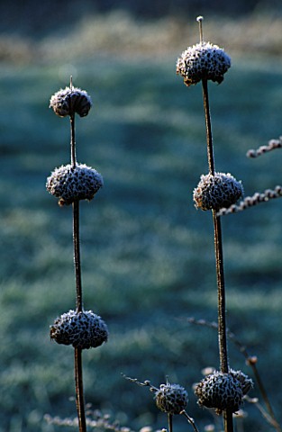 FROSTED_SEED_HEADS_OF_PHLOMIS_RUSSELIANA_IN_VAL_BOURNES_GARDEN__OXFORDSHIRE