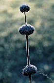 FROSTED SEED HEADS OF PHLOMIS RUSSELIANA IN VAL BOURNES GARDEN  OXFORDSHIRE