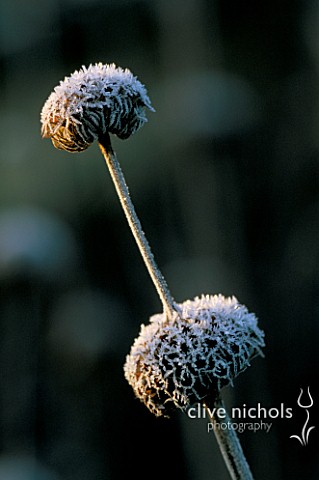 FROSTED_SEED_HEADS_OF_PHLOMIS_RUSSELIANA_AT_PETTIFERS_GARDEN__OXFORDSHIRE