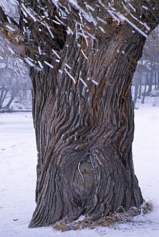 YELAGIN_ISLAND__ST_PETERSBURG__RUSSIA_TREE_IN_SNOW