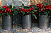 LEAD ROLL CONTAINERS PLANTED WITH SKIMMIA JAPONICA REEVESIANA. DESIGNER: CLARE MATTHEWS