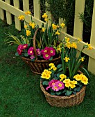 CONTAINER: BASKET PLANTED WITH PINK AND YELLOW PRIMULAS AND NARCISSUS TETE - A - TETE. DESIGNER: CLARE MATTHEWS