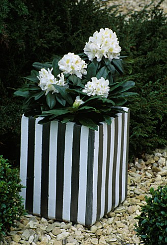 CONTAINER_SILVER_AND_WHITE_TERRACOTTA_POT_PLANTED_WITH_RHODODENDRON_ALPEN_ROSE_DESIGNER_CLARE_MATTHE